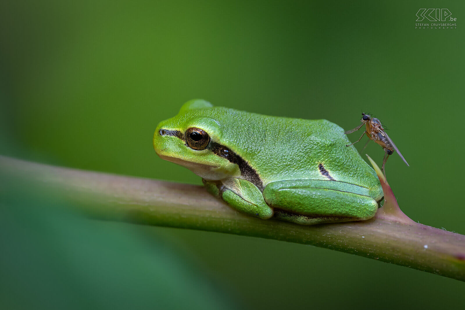 Amphibians - Tree frog Tree frogs spend 90% of their time on land and are often found sunning themselves on brambles and thickets near streams and ponds. The largest tree frogs are 4cm in size but this year I came across a lot of juvinel frogs that were only 1.5cm to 2cm in size. Females have a white throat and males a golden brown.  Stefan Cruysberghs